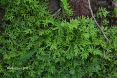 Selaginella delicatula